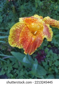 Close Up Red Orange Canna Lily Flower Or Kana Varigata Variegata Or Bunga Tasbih With Green Leaves Clear Sky Background At Garden. Use As Tropical Flowers Landscape Wallpaper Background Pattern