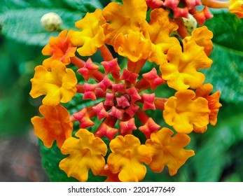 Close Up Of Red Orange Lantana Urticoides Or Texas Lantana. 