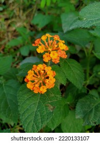 Close Up Of Red Orange Lantana Urticoides Or Texas Lantana.