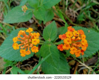 Close Up Of Red Orange Lantana Urticoides Or Texas Lantana.