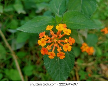 Close Up Of Red Orange Lantana Urticoides Or Texas Lantana.