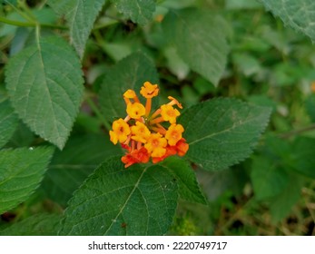 Close Up Of Red Orange Lantana Urticoides Or Texas Lantana.