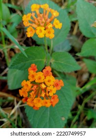 Close Up Of Red Orange Lantana Urticoides Or Texas Lantana.