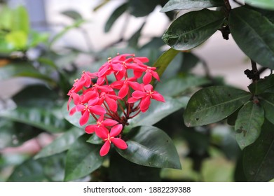 460 Red epidendrum Images, Stock Photos & Vectors | Shutterstock