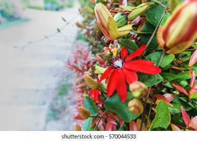  Close Up Red Passiflora (Mary Jane) Flower Or Passion Flowers 