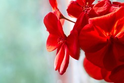 Close Up Of Red Pelargonium. Red Geranium Flowers In Summer Garden.  Home Red Geranium, Macro