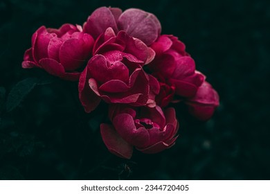 A close up of red and pink garden rose flowers with rain droplets - Powered by Shutterstock