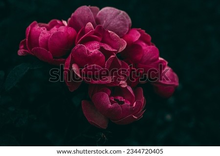 Similar – Image, Stock Photo darkness Dark somber
