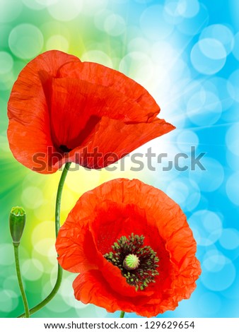 Similar – Image, Stock Photo Clapping poppies backlit under sunny sky