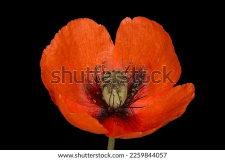 close up of red poppy flower isolated on black background