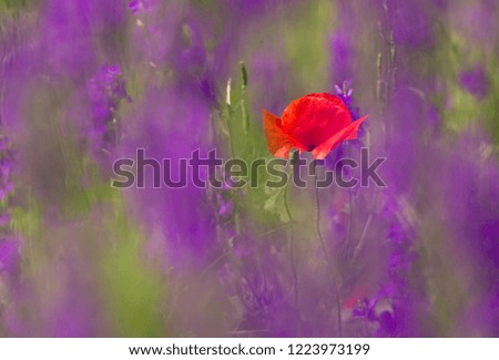 Similar – #A# Lavender Red