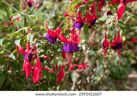 Close up of red and purple fuchsias in bloom