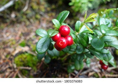 Close up of red ripe cranberries in the forest.