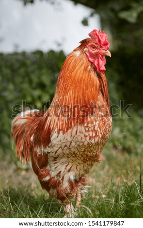 Similar – Glückliches Freilandhuhn