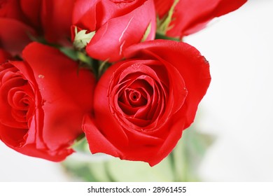 close up red rose
