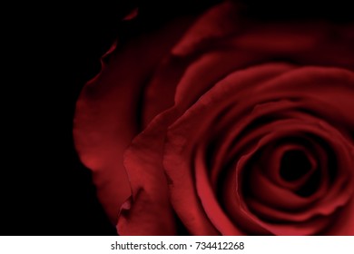 Close up of Red Rose