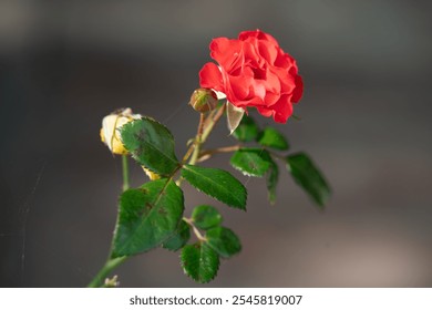 Close up a red rose with a dewdrop on its petals along with a flower buds - Powered by Shutterstock