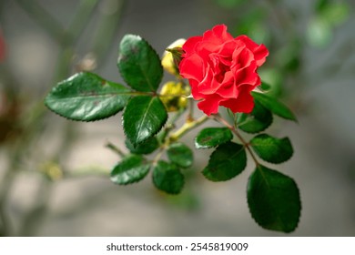 Close up a red rose with a dewdrop on its petals with Blurred background  - Powered by Shutterstock