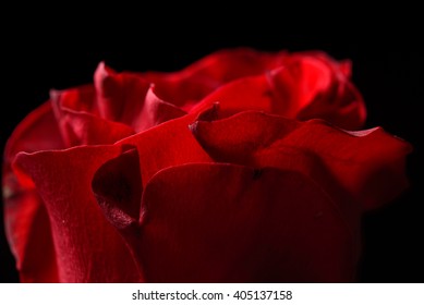 Close up of red rose with dramatic lighting on black background in studio. Macro shot with shallow depth of field. Perfection of nature. Purity