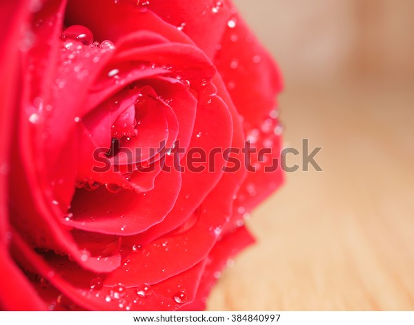 Close Red Rose Flower Water Drop Stock Photo Edit Now 384840997