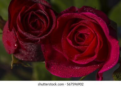 Close Red Rose Water Droplet Stock Photo Shutterstock