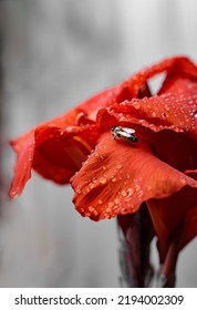 Close Up Of A Red Rose With Water Droplets