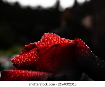 Close Up Of A Red Rose With Water Droplets