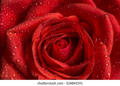 Close up of a red rose with water droplets - Powered by Shutterstock