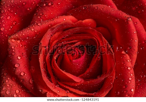 Close Red Rose Water Droplets Stock Photo (Edit Now) 524843191