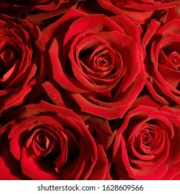 Close Up Of Red Roses, Single Light Source Low Key 