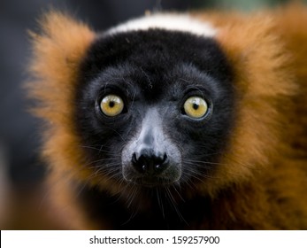 Close Up Of A Red Ruffed Lemur With Bright Yellow Eyes