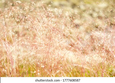 Close Up Of Red Sheep Fescue Grass