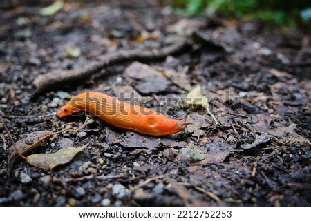 Close up of the red slug, Arion rufus. Also known as large red slug, chocolate arion and European red slug. The Netherlands, Limburg, August 2021
