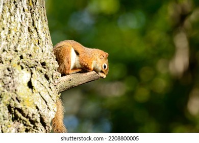 A Close Up Of A Red Squirrel Resting On Small Tree Branch