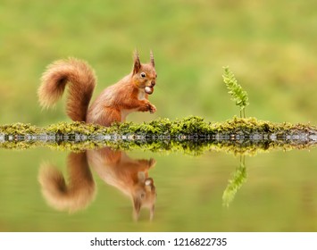 Close Up A Red Squirrel (Sciurus Vulgaris) Eating A Nut By A Pond In Autumn, UK