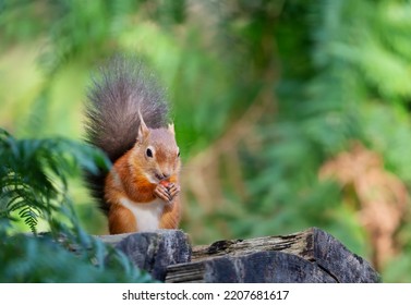 Close Up Of A Red Squirrel (Sciurus Vulgaris) Eating Nut On A Tree Log, UK.