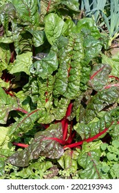 Close Up Of A Red Stemmed Swiss Chard Plant Ready To Harvest