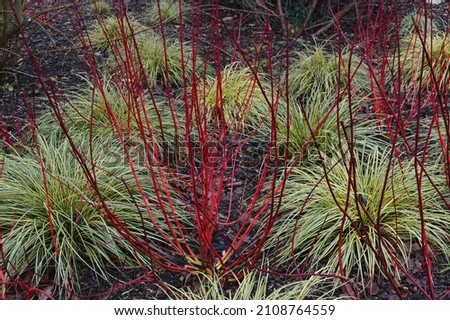 Close up of the red stems of Cornus alba Batton Rouge seen in the winter garden.