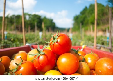 Close Up Red Tomato In Field