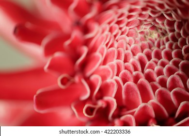 Close up of red Torch Ginger flower petal. - Powered by Shutterstock