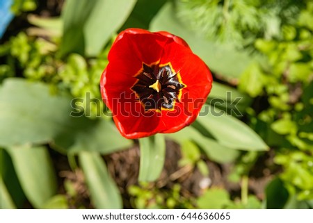Close up red tulip in gerden