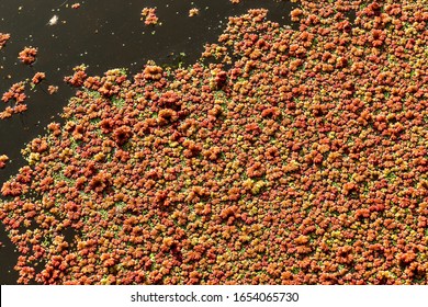 Close Up Of Red Water Fern (Azolla Filiculoides)