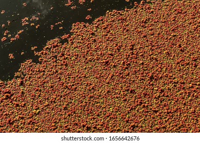 Close Up Of Red Water Fern (Azolla Filiculoides)