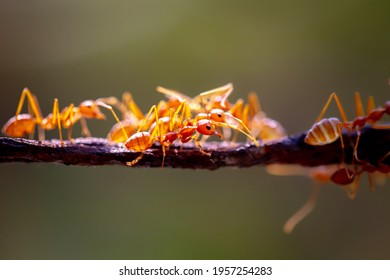 Close Up Red Weaver Ants