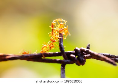 Close Up Red Weaver Ants On Green Leaf
