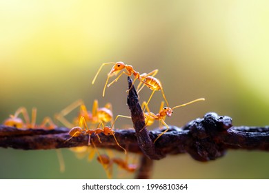 Close Up Red Weaver Ants On Green Leaf
