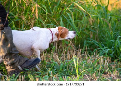 Close Up Of Red And White English Pointer In The Field, Hunting Dog Pointing. Dog Sniffing The Air And Pointing The Bird