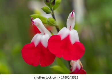 Close Up Of Red And White Salvia Flowers In Bloom
