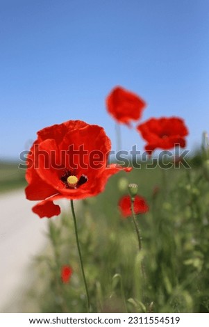 Close up of the red wild poppy flowers in the green wheat field. Poppy stamens and pistil. Blue clean sky on a hot windy summer sunny day. Copy space Side view. Selective focus. Blurred background.  