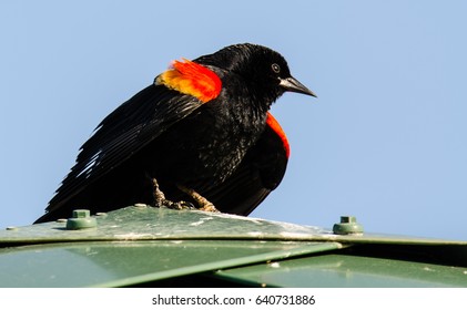 A Close Up Of A Red Winged Blackbird  On A Metal Roof In Florida
